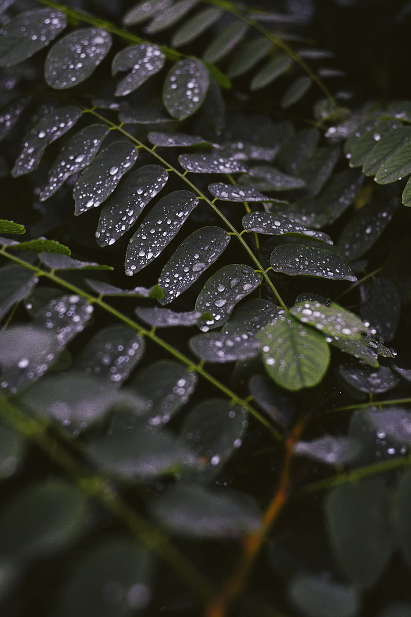 leaves, drops, macro, stem, HD phone wallpaper