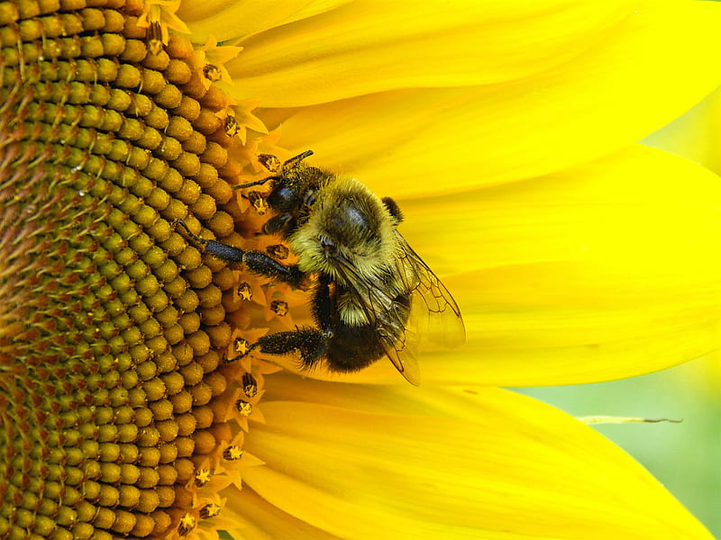 Bee on a Sunflower, honey, HD wallpaper