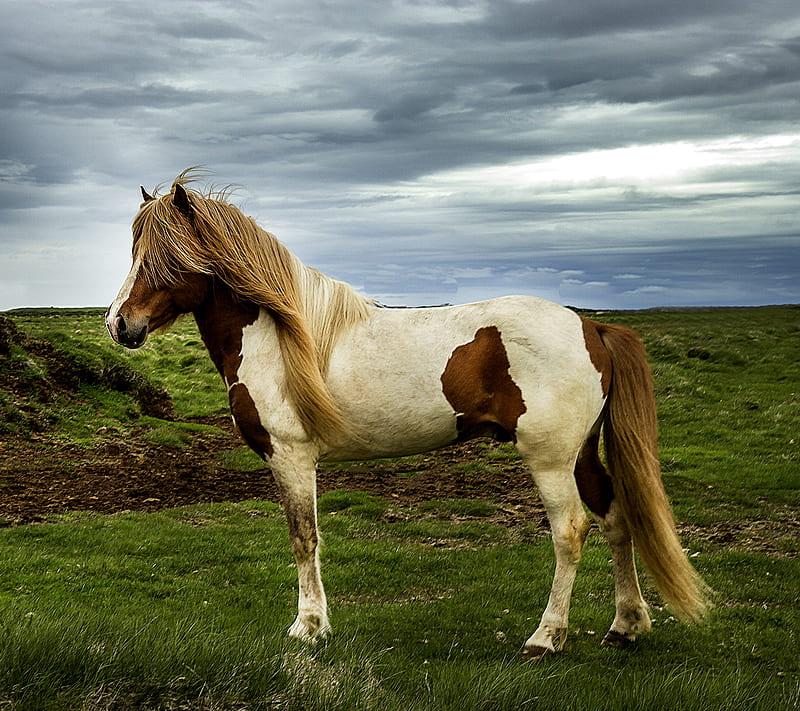 Captivating Horse, HD wallpaper