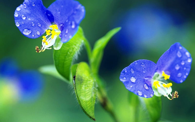 Blue Flowers With Water-, HD wallpaper