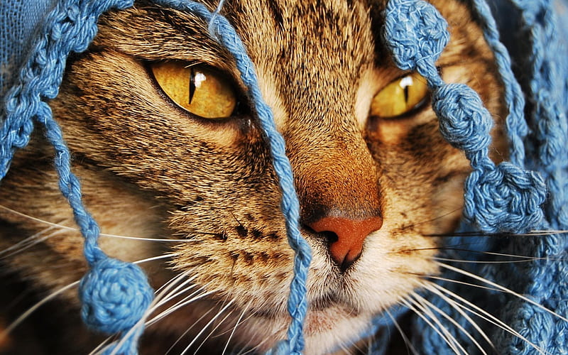 cutie cat-Animal World, HD wallpaper