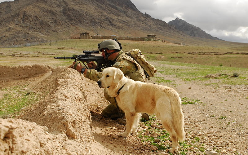 At War, cute, labradors, animals, dogs, HD wallpaper