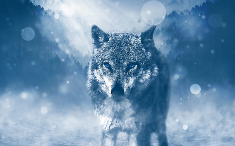 wolf, forest, winter, wild wolf, HD wallpaper