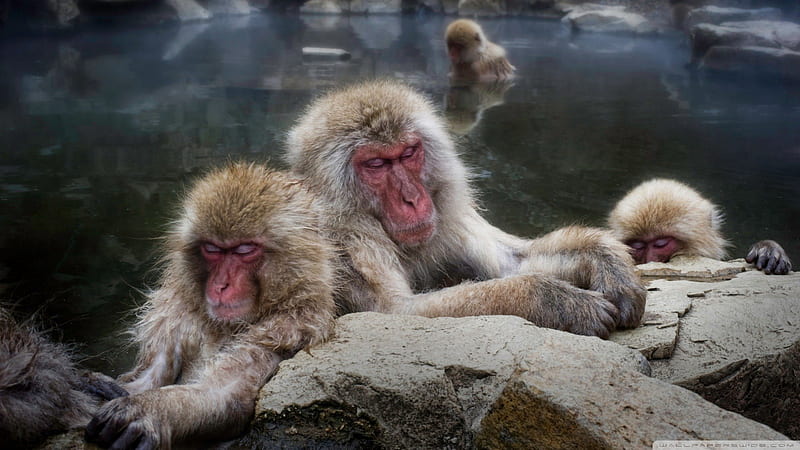 sleeping snow monkeys in japan, monkeys, hot springs, sleeping, winter, HD wallpaper