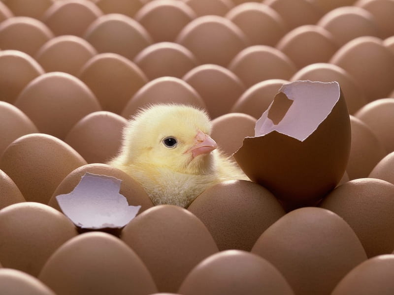 Just Arrived, cute, hatched, eggs, adorable, chick, humour, HD wallpaper
