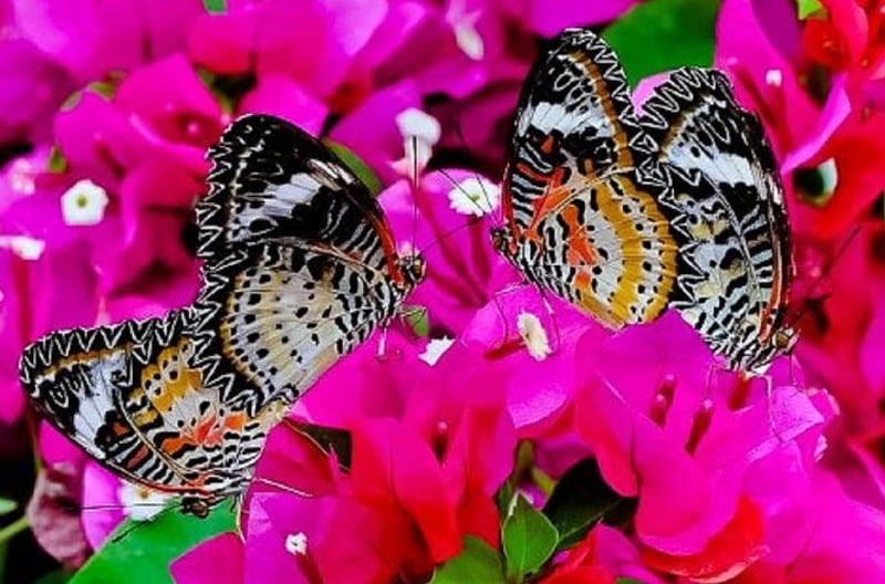 Pink Beauty Adorned with Butterflies, flowers, nature, butterflies, pink, animals, HD wallpaper
