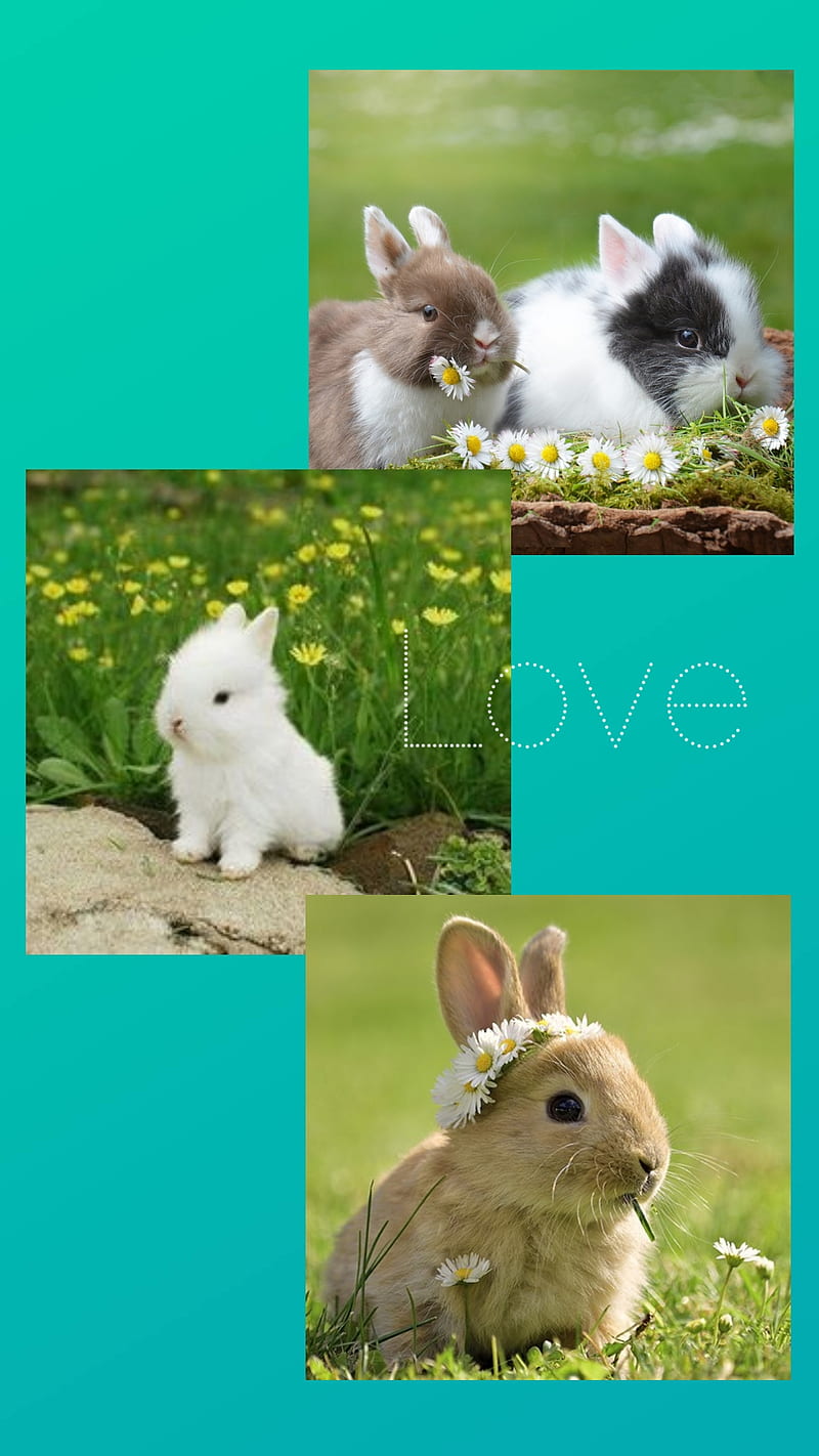 Easter , bunny, sweet, HD phone wallpaper