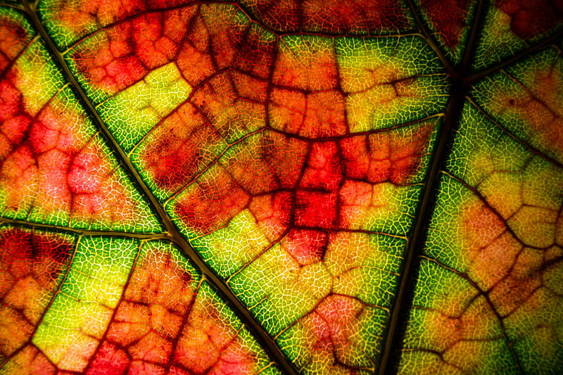 leaf, veins, colorful, macro, autumn, HD wallpaper