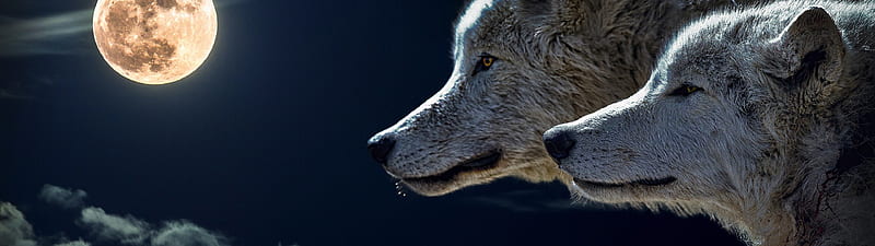 Wolf, Dual Monitor Wolf, HD wallpaper