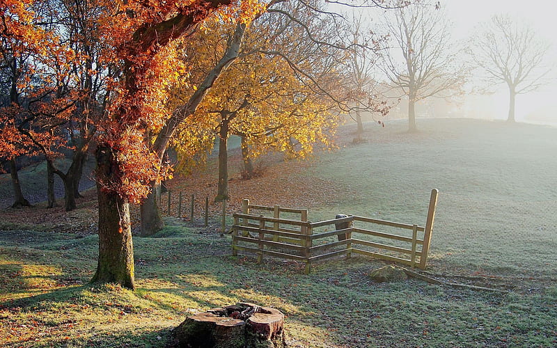autumn, stump, morning mist, tree, fence, HD wallpaper