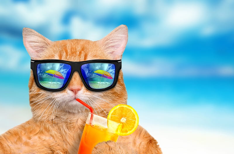 Have a relaxing day!, juice, dring, orange, ginger, cat, animal, sunglasses, fruit, vara, summer, funny, pisica, HD wallpaper