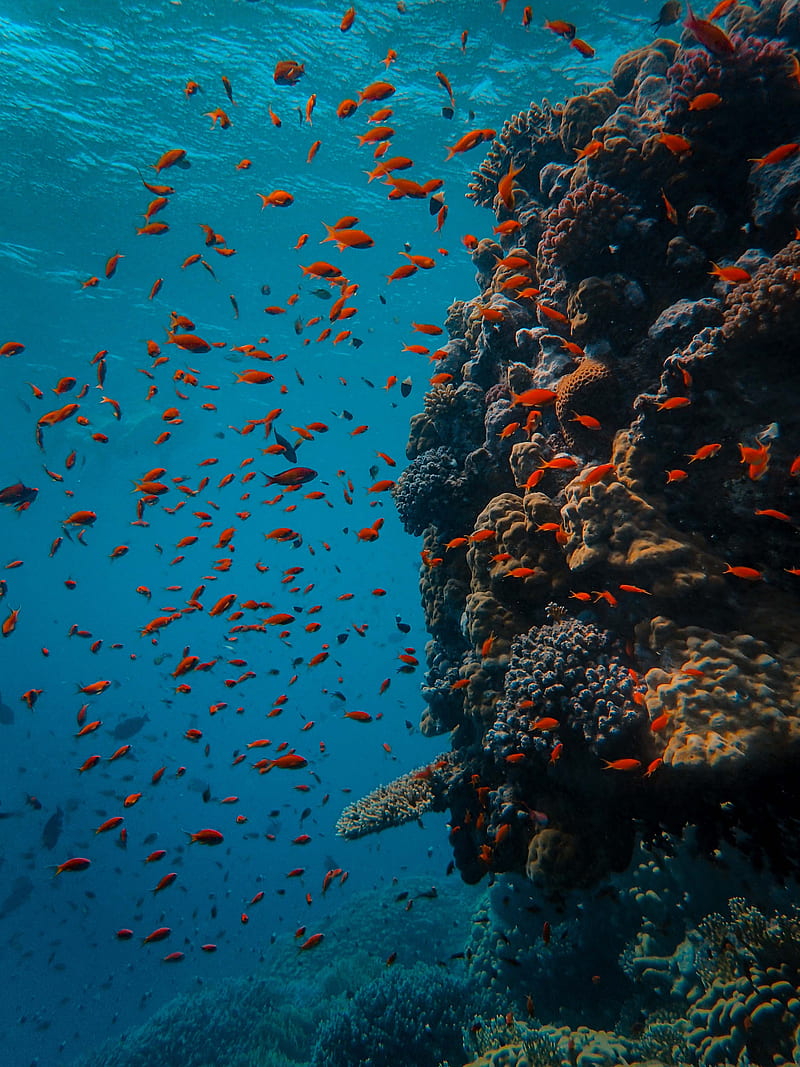 fish, coral reef, ocean, underwater world, HD phone wallpaper
