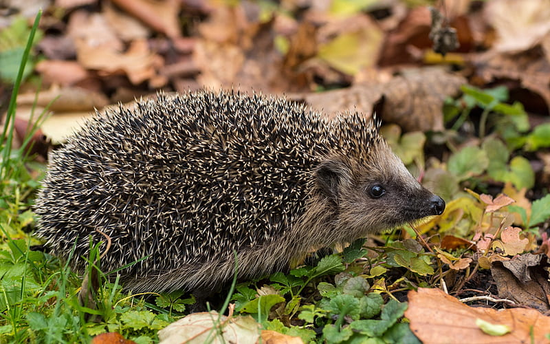 hedgehog, spines, forest, autumn, wildlife, HD wallpaper