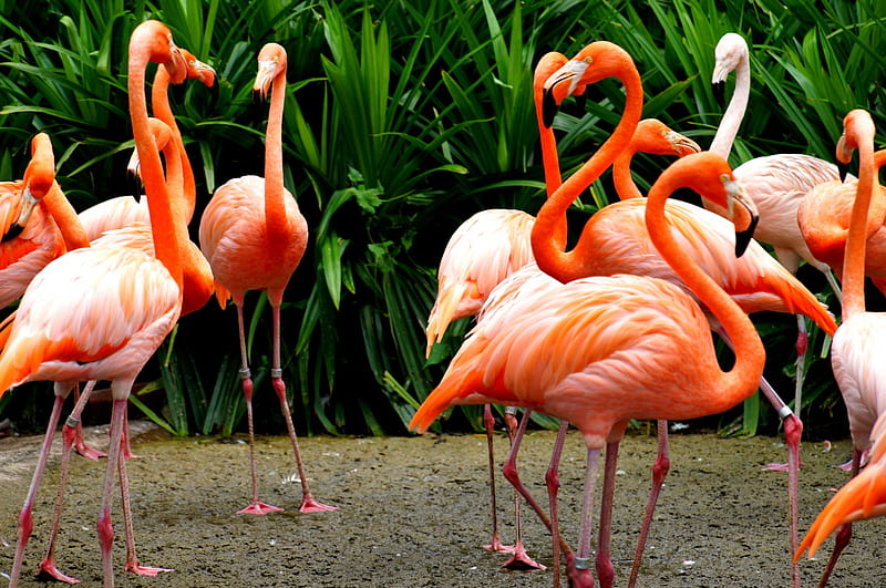 Flamingos, flamingo, bird, green, pink, HD wallpaper | Peakpx