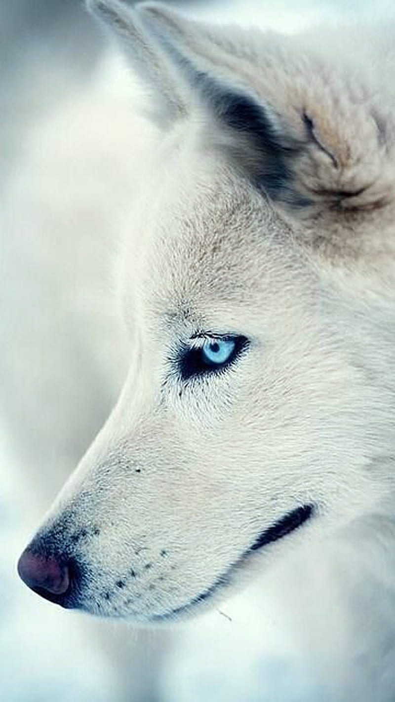 Wolf, dog, eye, husky, white, HD phone wallpaper