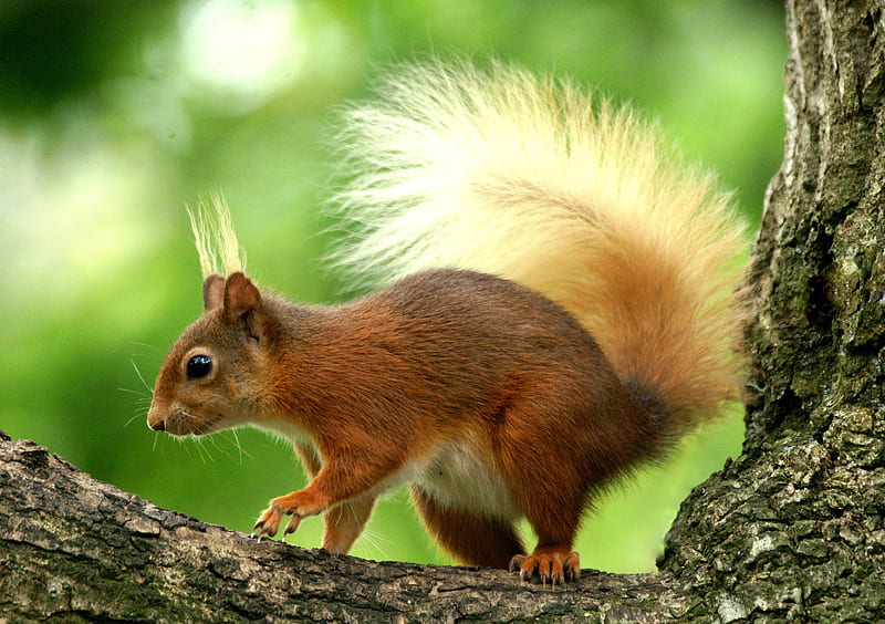 Squirrel climbing, forest, tree, wildlife, nature, rodent, HD wallpaper