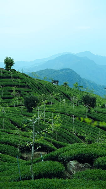 Darjeeling Tour দার্জিলিংয়ে ঢুকলেই এবার পর্যটকদের দিতে হবে কর! টাকার অঙ্ক  জানেন? অবাক হয়ে যাবেন tax for tourists in west bengal hills – News18 বাংলা