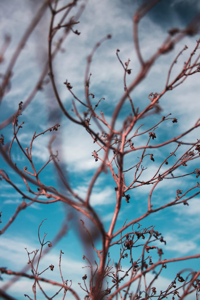 branches, sky, clouds, blur, HD phone wallpaper