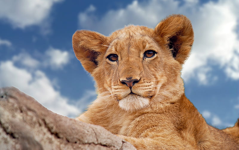 Lion Predator , lion, animals, predator, HD wallpaper
