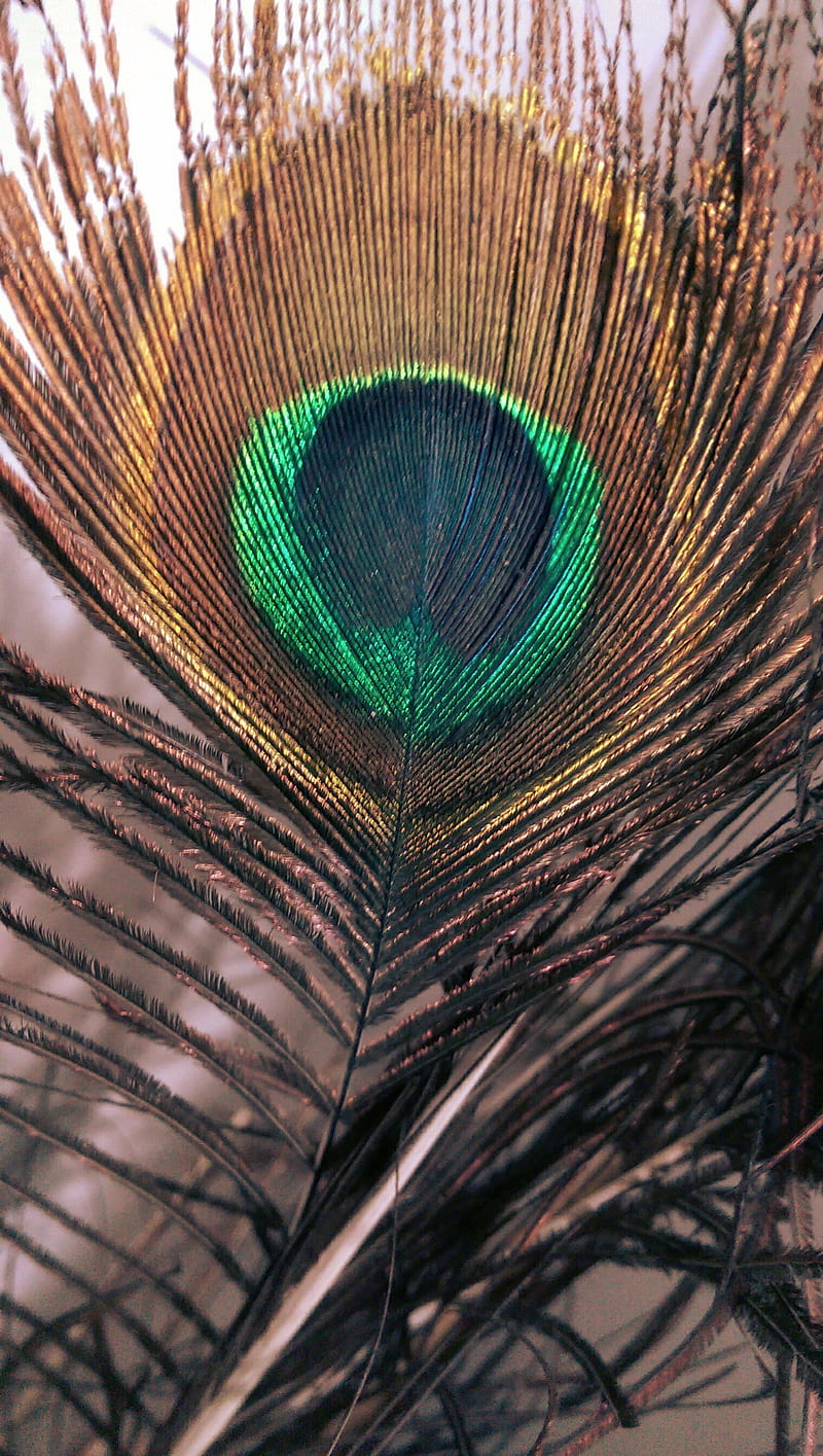 HD peacock peacock wings wallpapers | Peakpx