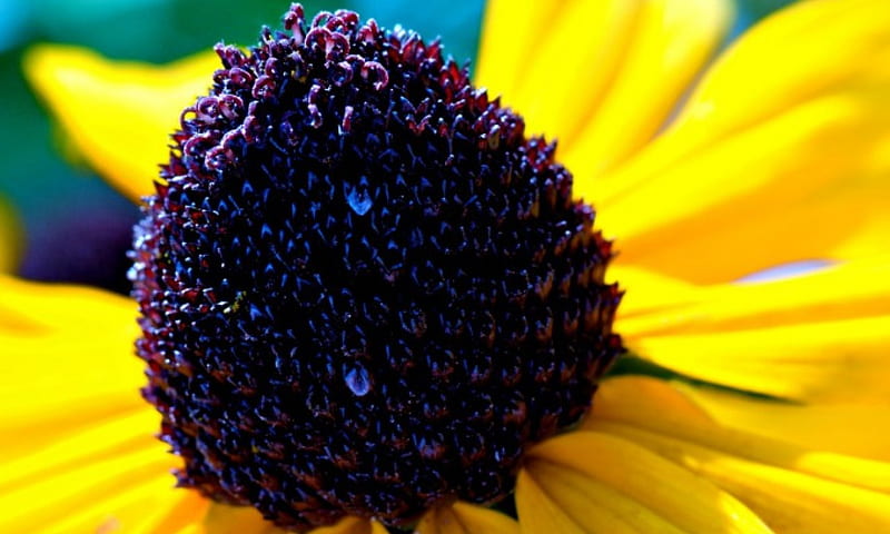 BLACK EYED SUSAN yellow, sunflower, spring, daisies, close up, macro, summer, flower, flowers, nature, petals, daisy, HD wallpaper