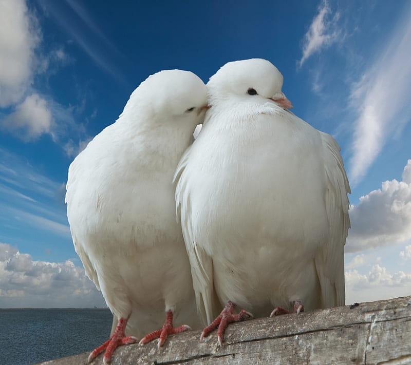 Love Doves, animal, bird, nature, new, nice, white, HD wallpaper