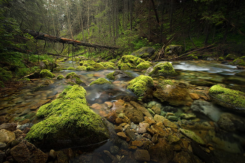 Earth, Moss, Greenery, Nature, Rock, Stone, Stream, HD wallpaper