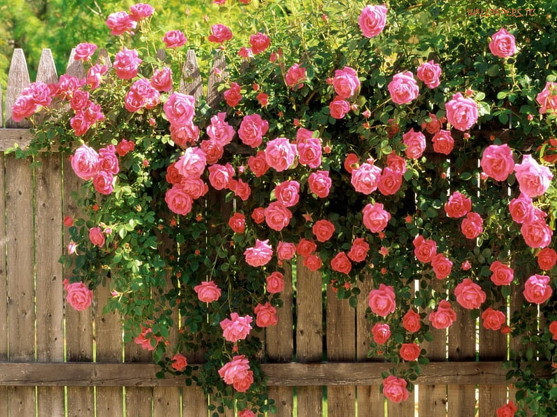 Cascade of Roses, pretty, fence, abundance, showy, roses, thorns, leaves, vine, palings, blooms, pink, HD wallpaper