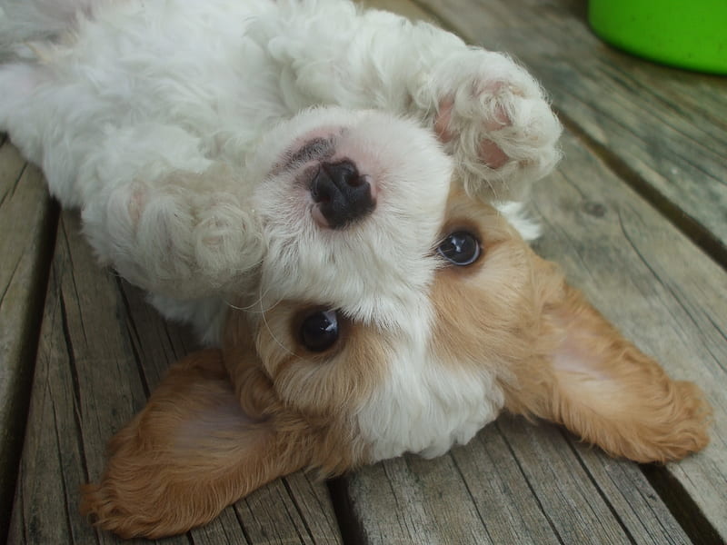 Cute playful puppy, playing, fluffy, ears, poodle, charles spaniel, cute, paws, lying on back, deck, bichon frise, puppy, HD wallpaper