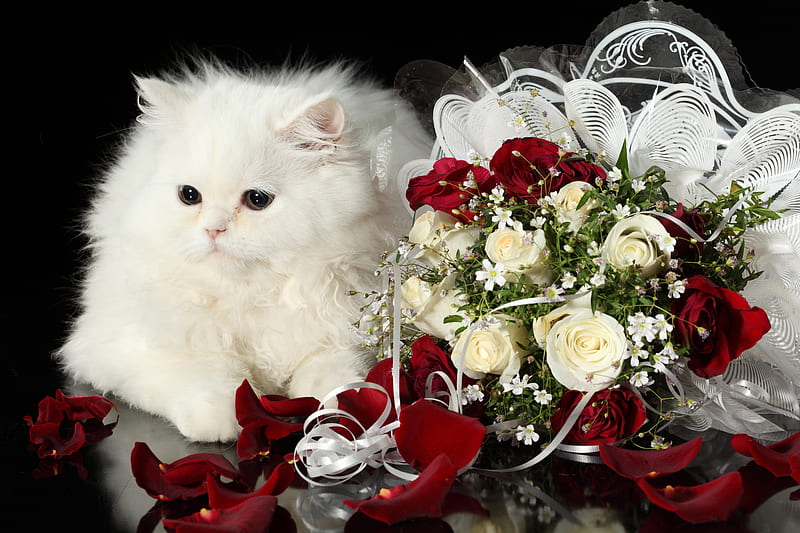 cat, furry, red, rose, fluffy, lace, whites, bonito, elegant, animal, graphy, nice, symbol, love, flowers, tradition, harmony romantic, roses, elegantly, formal, cool, bouquet, flower, reds, white, HD wallpaper