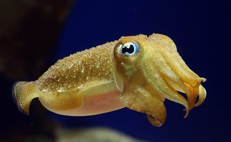 Cute baby cuttlefish, underwater, reef, warm, ocean, baby, sea, cold, cute, molluscs, water, cuttlefish, Great Barrier Reef, animals, HD wallpaper