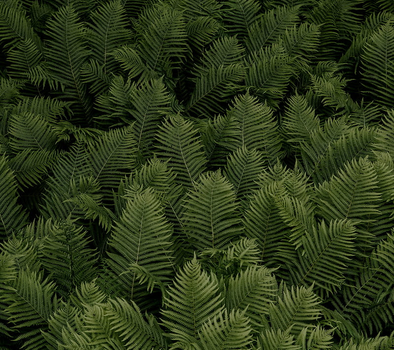 Greenery, colourful, ferns, green, life, lush, nature, simple, wild, HD wallpaper