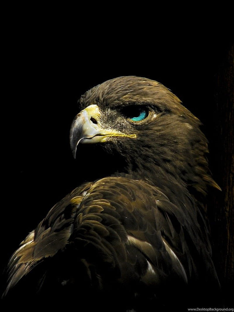 Golden Eagle Android, HD phone wallpaper