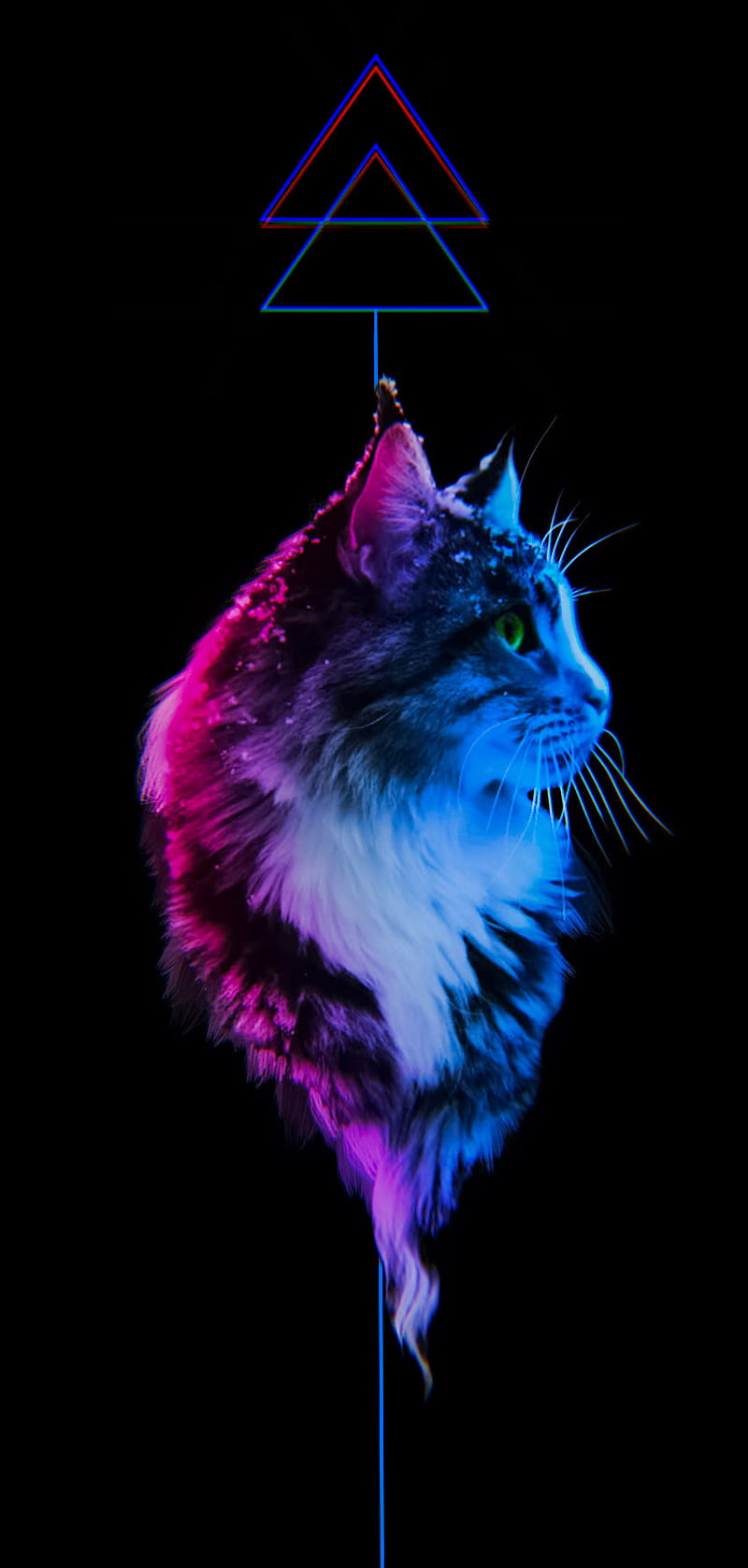 Kitten abstract, abstract lines, black, blue, cats, hues, kittens, neon, HD phone wallpaper