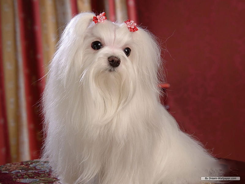 CUTE MALTESE, cute, pet, maltese, white, puppy, dog, canine, HD wallpaper