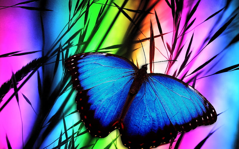 butterfly, art, grass, close-up, blue butterfly, rainbow, HD wallpaper