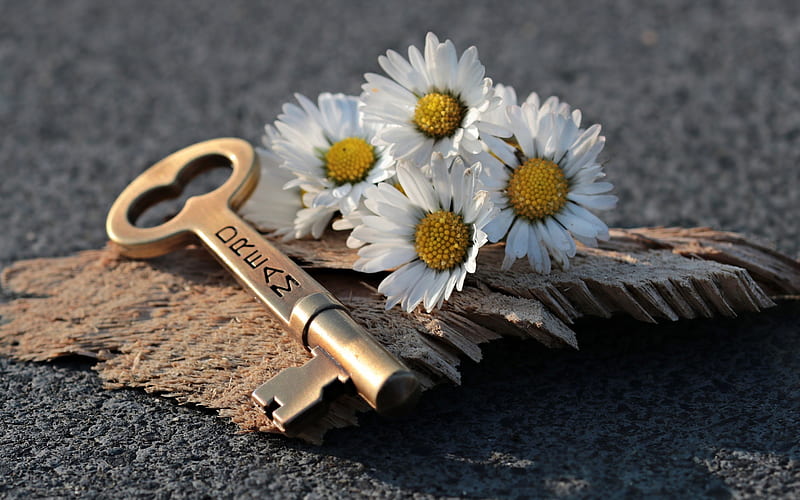chamomile, key to dream concepts, white flowers, big old key, dream concepts, HD wallpaper