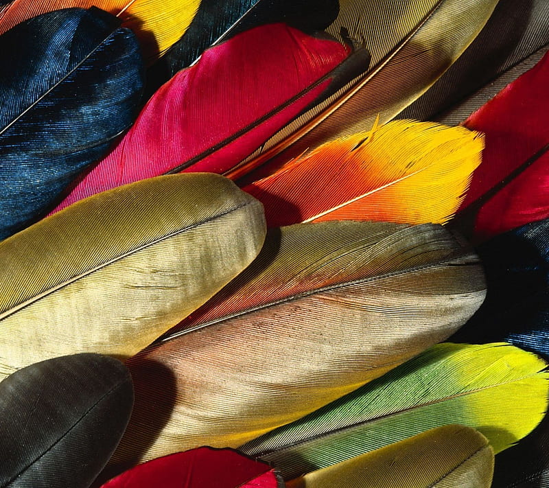 Colorful Feathers, 2016, awesome, beautiful love, HD wallpaper