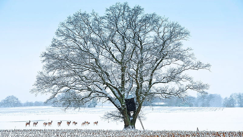 Winter in Northern Germany, tree, snow, deer, landscape, HD wallpaper