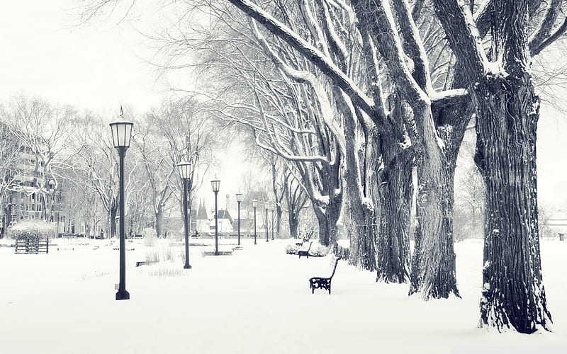 snowy park-the cold winter landscape, HD wallpaper