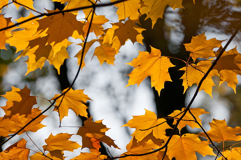 maple, leaves, branches, autumn, HD wallpaper