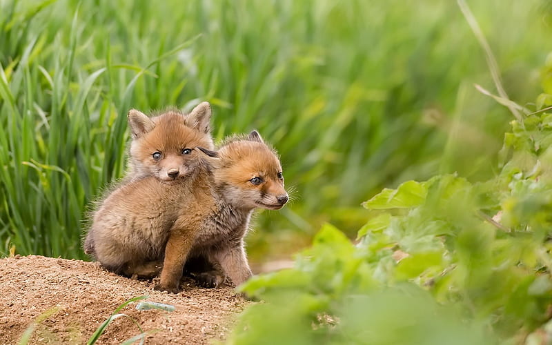 Small foxes, forest, green grass, fox, HD wallpaper