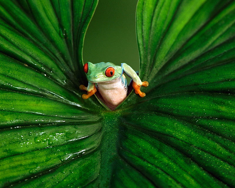 Red Eyed Tree Frog .jpg, cute, frog, tiny, HD wallpaper