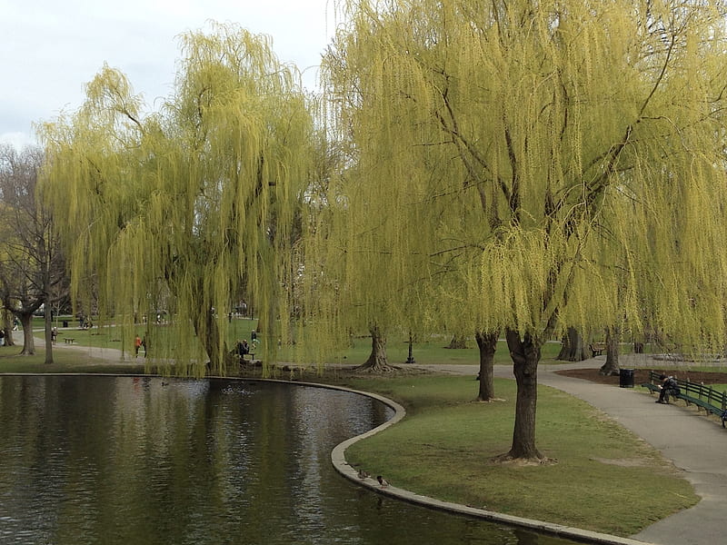 Weeping Willows in Boston Public Gardens, pond, Willow tree, Grass, garden, Spring, park, Boston, Weeping willow, Green, HD wallpaper