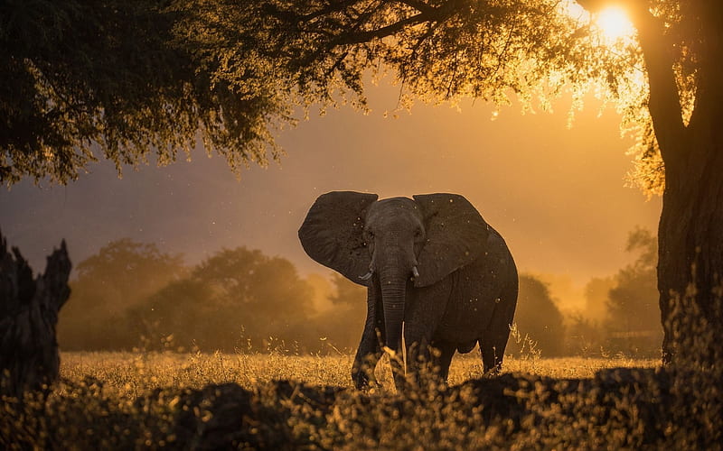 elephant, sunset, Africa, wildlife, HD wallpaper