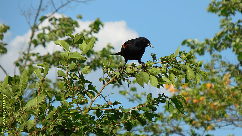 Inquisitive Red Winged Blackbird, branches, blackbirds, b1ackbird, fow1, red winged blackbird, blue sky, clouds, HD wallpaper