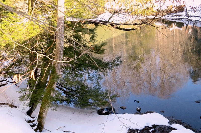 Reflections Of Winter, Tree, Limbs, Water, Pine, Snow, Spring, Creek 