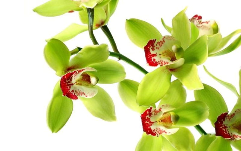 Hoa Lan Xanh (Green Orchids): Những bông hoa lan xanh tươi sáng làm cho mỗi không gian trở nên thật tươi mới và đầy sinh khí. Hãy chiêm ngưỡng bức tranh về những bông hoa lan xanh đẹp mắt này để tận hưởng sự tươi trẻ và sự bình yên mà chúng mang lại.