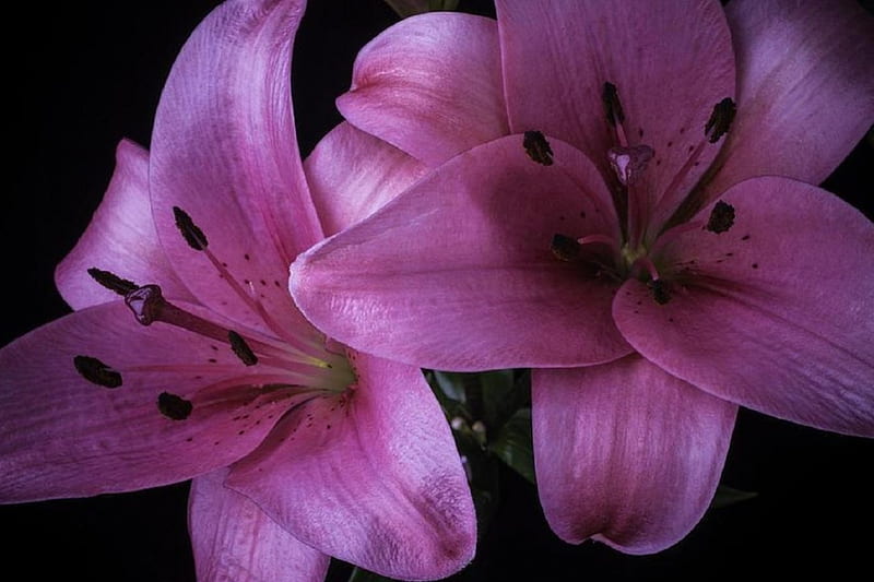 Pink Lilies Couple, lovely still life, lovely, love four seasons ...