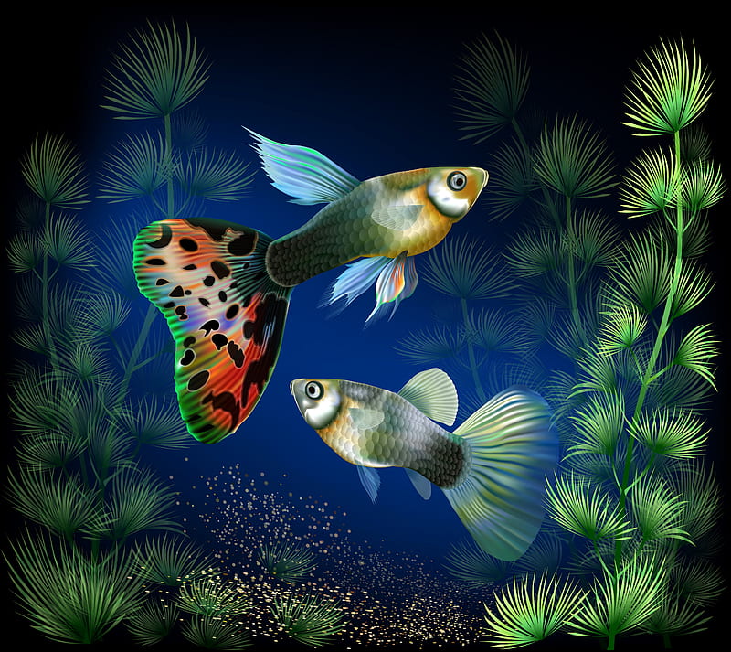 aquarium, fish, HD wallpaper